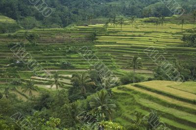 rice terraces, bali, indonesia