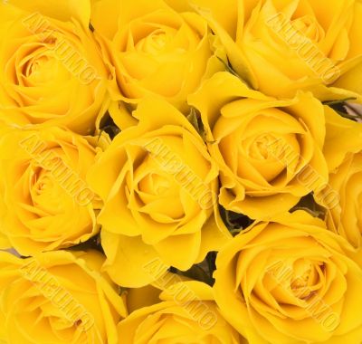 background of yellow roses