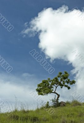 tree in a hill