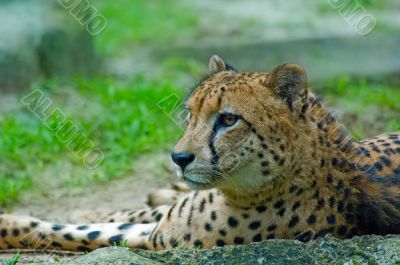 cheetah