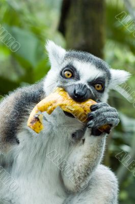 lemur eating banana
