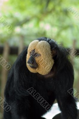 white face monkey