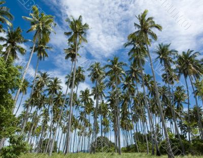 coconut forest
