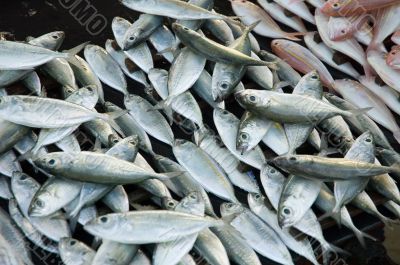 fresh fish at fishmarket