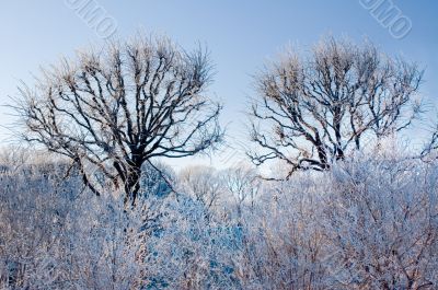 frozen trees
