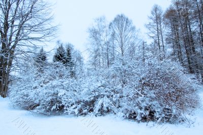 winter forest
