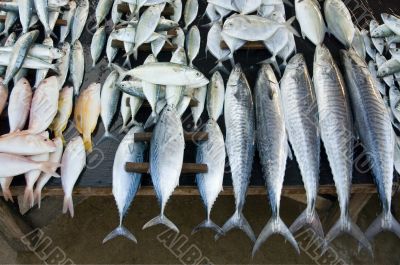 fresh fish at fishmarket