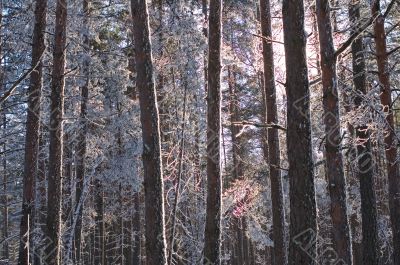 winter forest