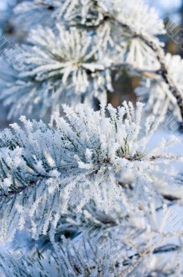 pine branch covered with snow - shallow focus