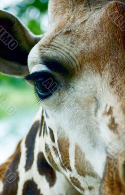 Giraffe head close-up