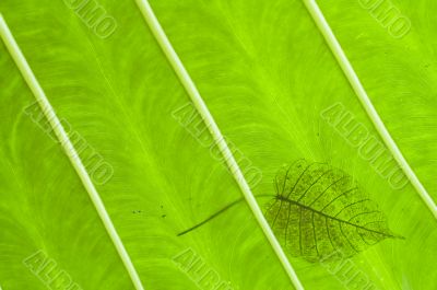green leaves texture