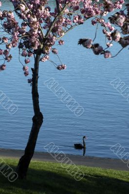 black swan