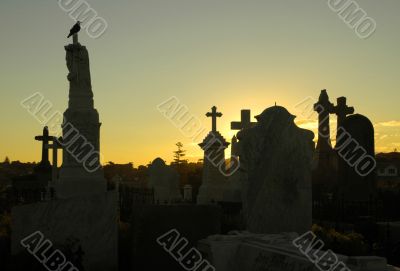 crow at graveyard