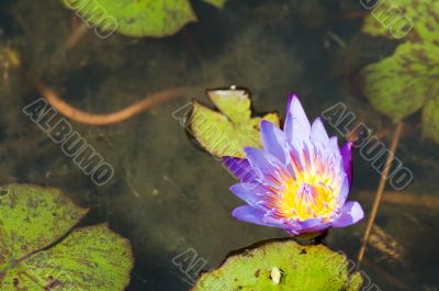 lotus flower