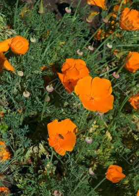 poppies