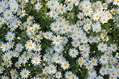 background of camomiles
