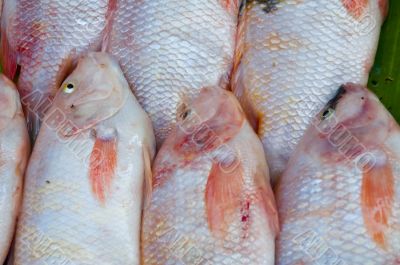 fish at fishmarket