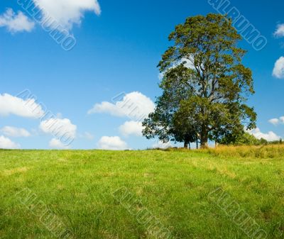 lonely tree in a green field