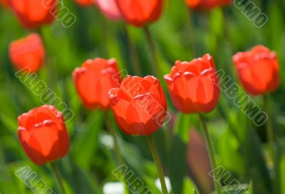 red tulips, shallow focus