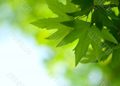 green leaves, shallow focus