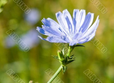 blue cornflower