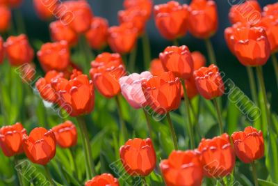 red tulips