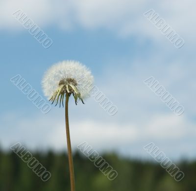 dandelion over blue sky background