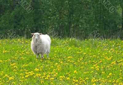 sheep in dandelion field