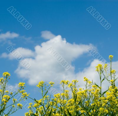 background of yellow flowers and blue sky