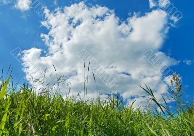 green grass and blue sky background