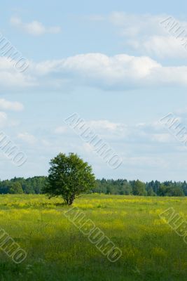 lonely tree standind in th? field