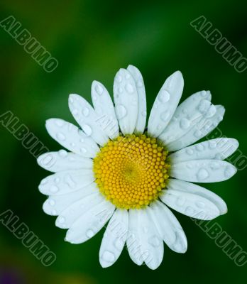 wet chamomile