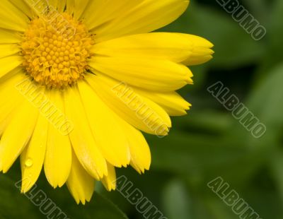 yellow flower