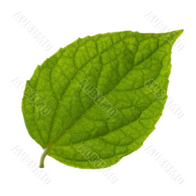 isolated green leaf