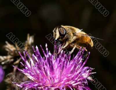 close-up of bee on a flower