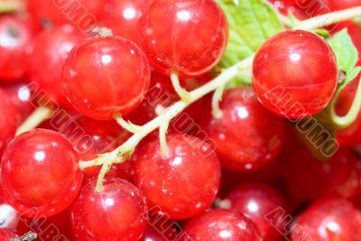 red currant
