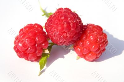raspberry