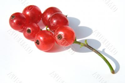 red currant