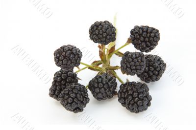 blackberry