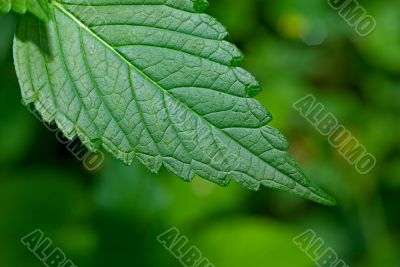 green leaf