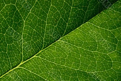 green leaf texture