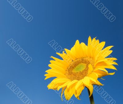 sunflower over deep blue sky background