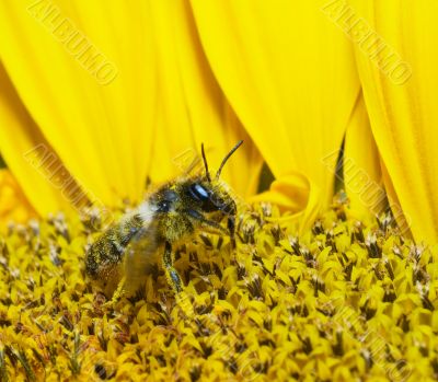bee in sunflower