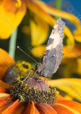 close-up of butterfly sitting on a flower
