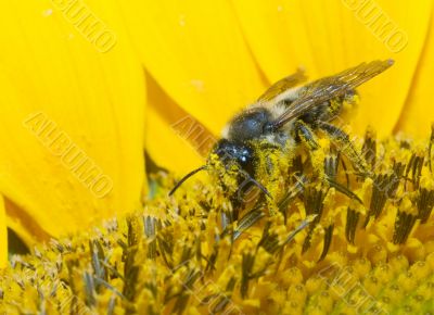bee in sunflower