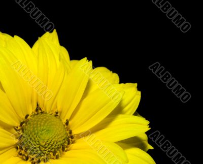 yellow flower over black background