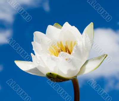 white water lily over blue cloudy sky