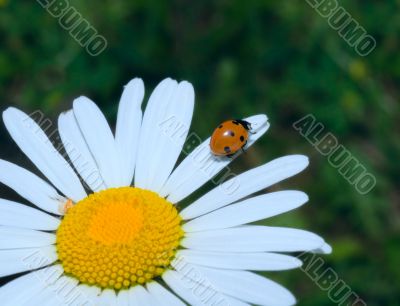ladybug climbing cammomile flower