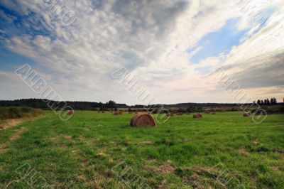 field of straw bales