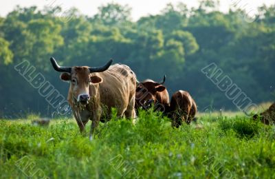 Cows in Pasture #2